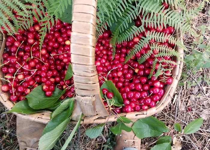 Casa de Campo Casa Cerro Da Correia Manteigas